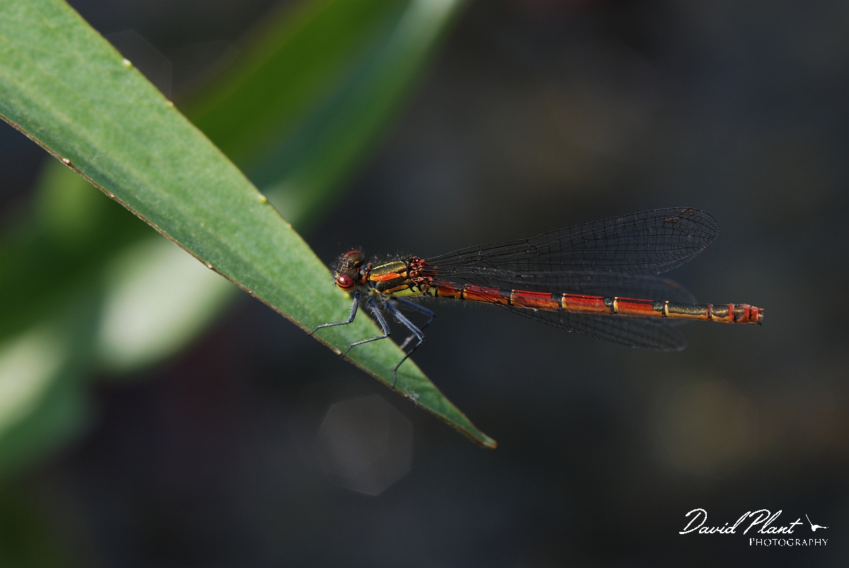 David Plant Photography - Wildlife Photographer - Large red damselfly - A.JPG - Large red damselfly - Cotswolds